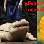 coin-found-in-alligators-stomach